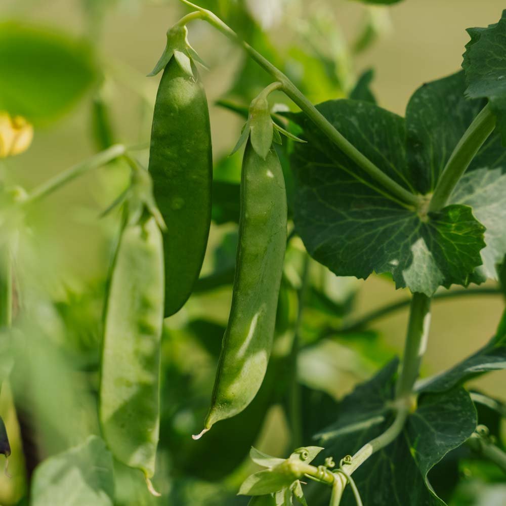 Zuckererbse Samen 'Sweet Horizon' - 20 Biosamen