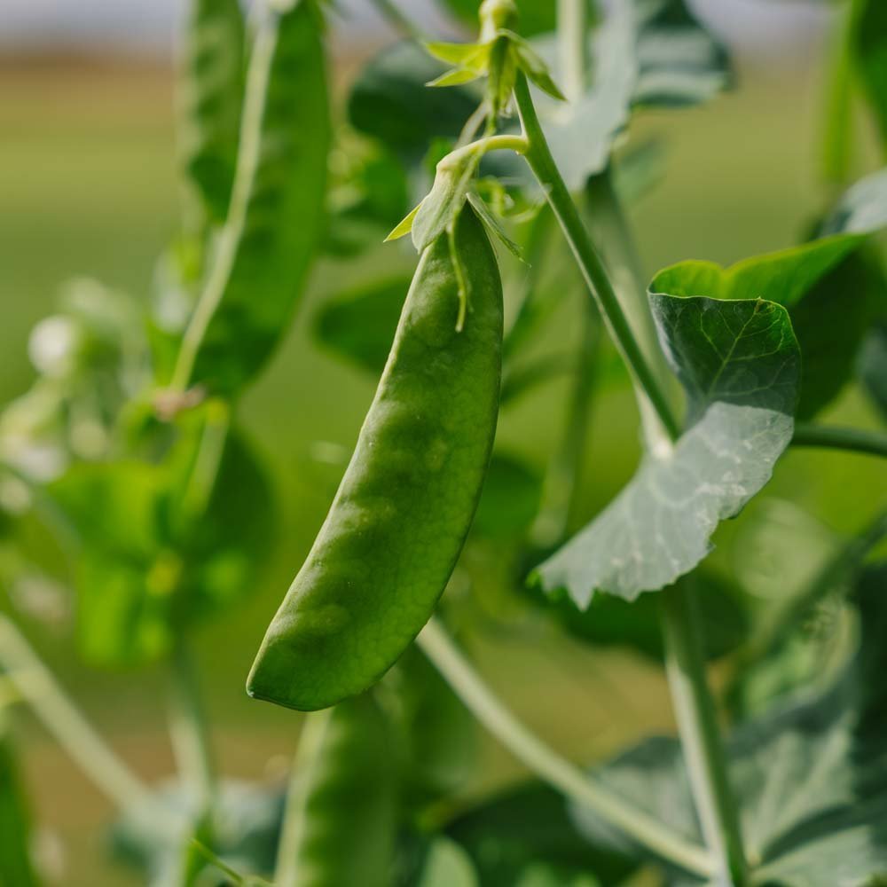 Zuckererbse Samen 'Sweet Horizon' - 20 Biosamen