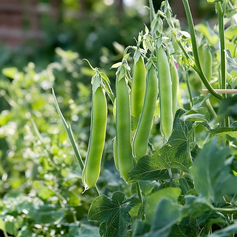 Zuckererbsen Samen 'Ambrosia' - 20 Biosamen