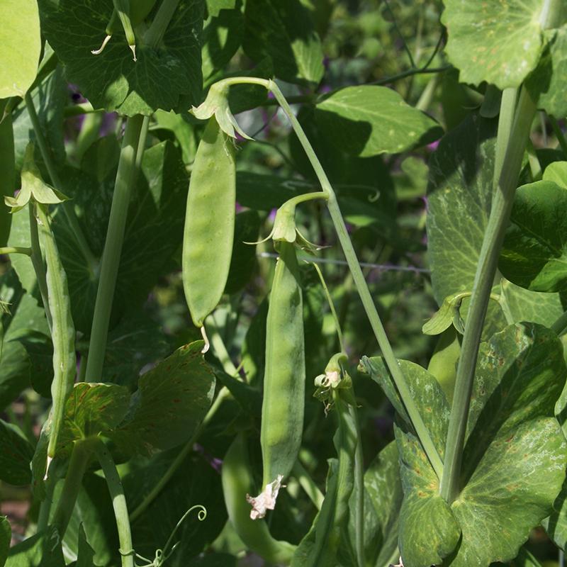 Zuckererbsen Samen 'Hendriks' - 20 Biosamen