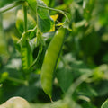 Zuckererbsen Samen 'Heraut' - 20 Biosamen