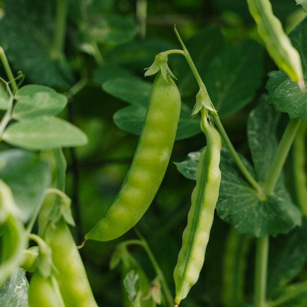 Zuckererbsen Samen 'Norli' - 20 Biosamen
