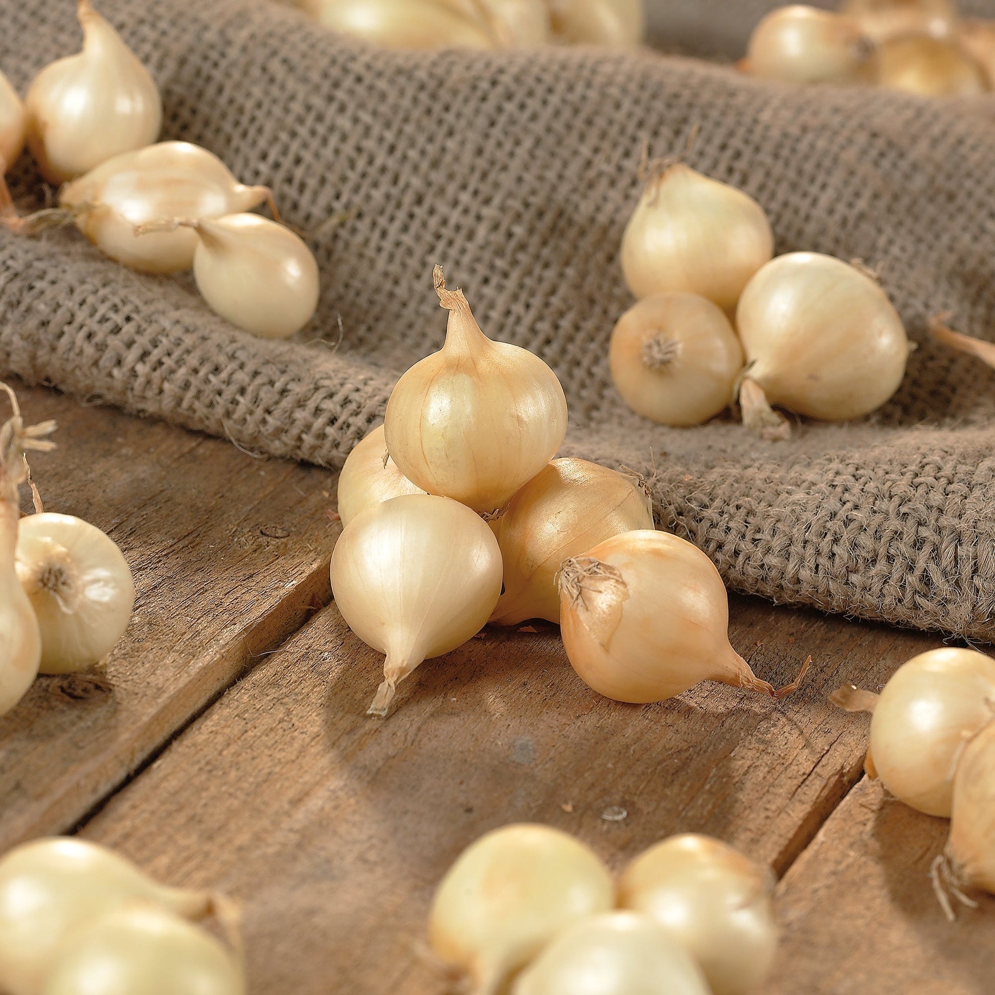 Zwiebel 'Jaune Paille'