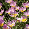 Zwiebel Lasagne 'Ballerina Garden'