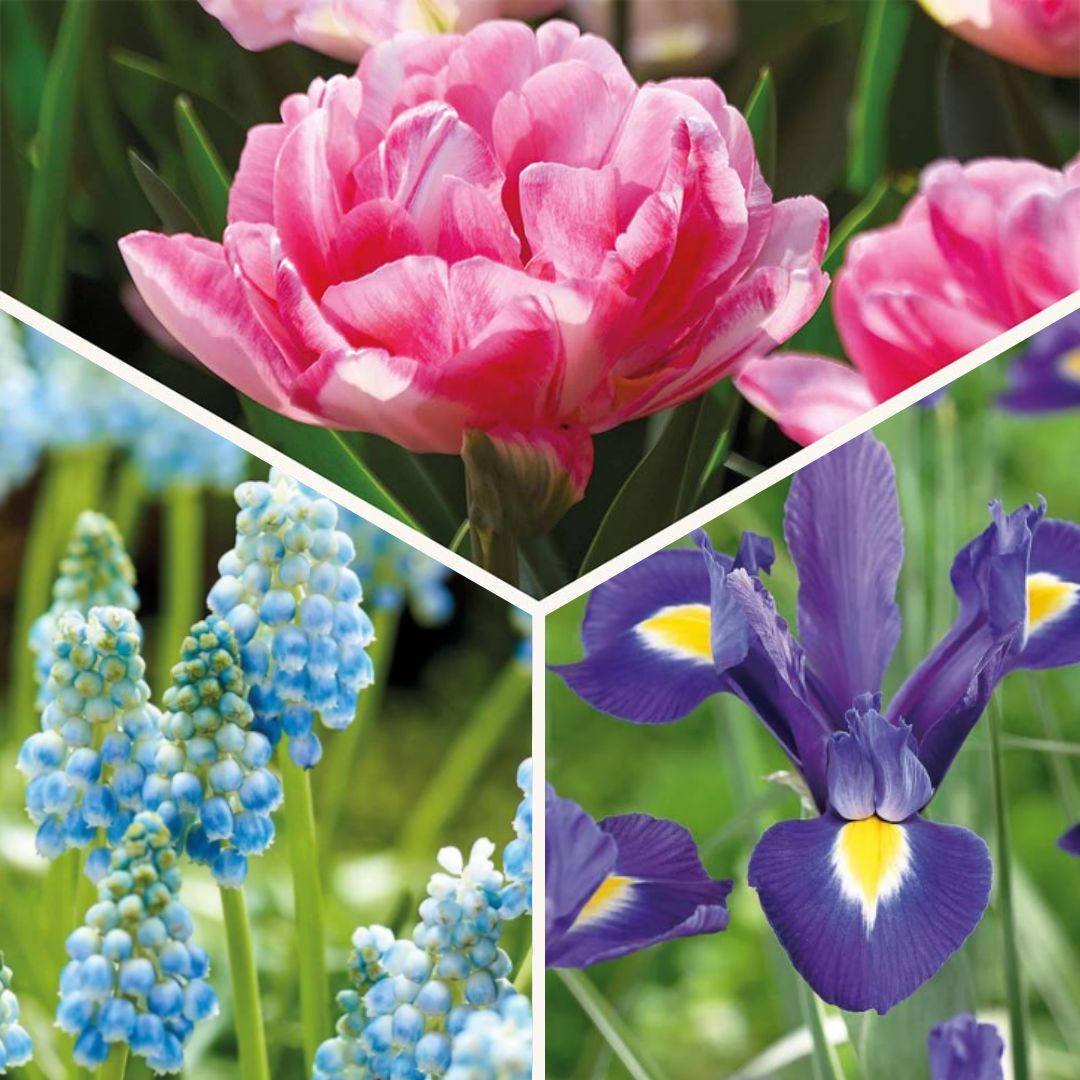 Zwiebel Lasagne 'Blush & Breeze'