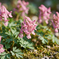 Zwiebel Lasagne 'Confetti Garden'