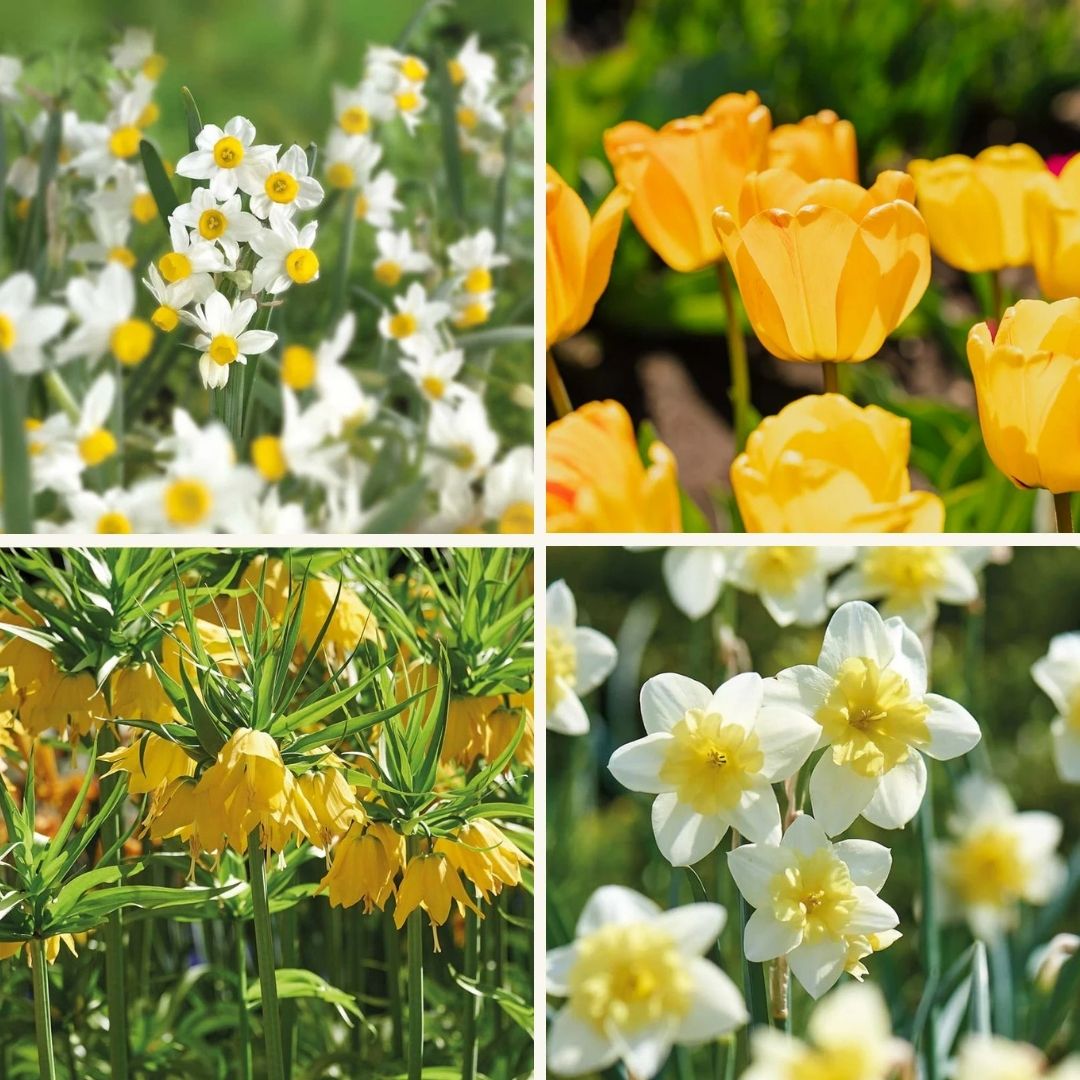 Zwiebel Lasagne ‘Golden Spring’