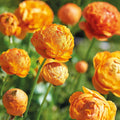 Zwiebel Lasagne ‘Golden Spring’