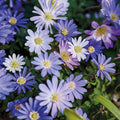 Zwiebel Lasagne 'Herbarium Page'