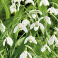 Zwiebel Lasagne 'Kitchen Garden'