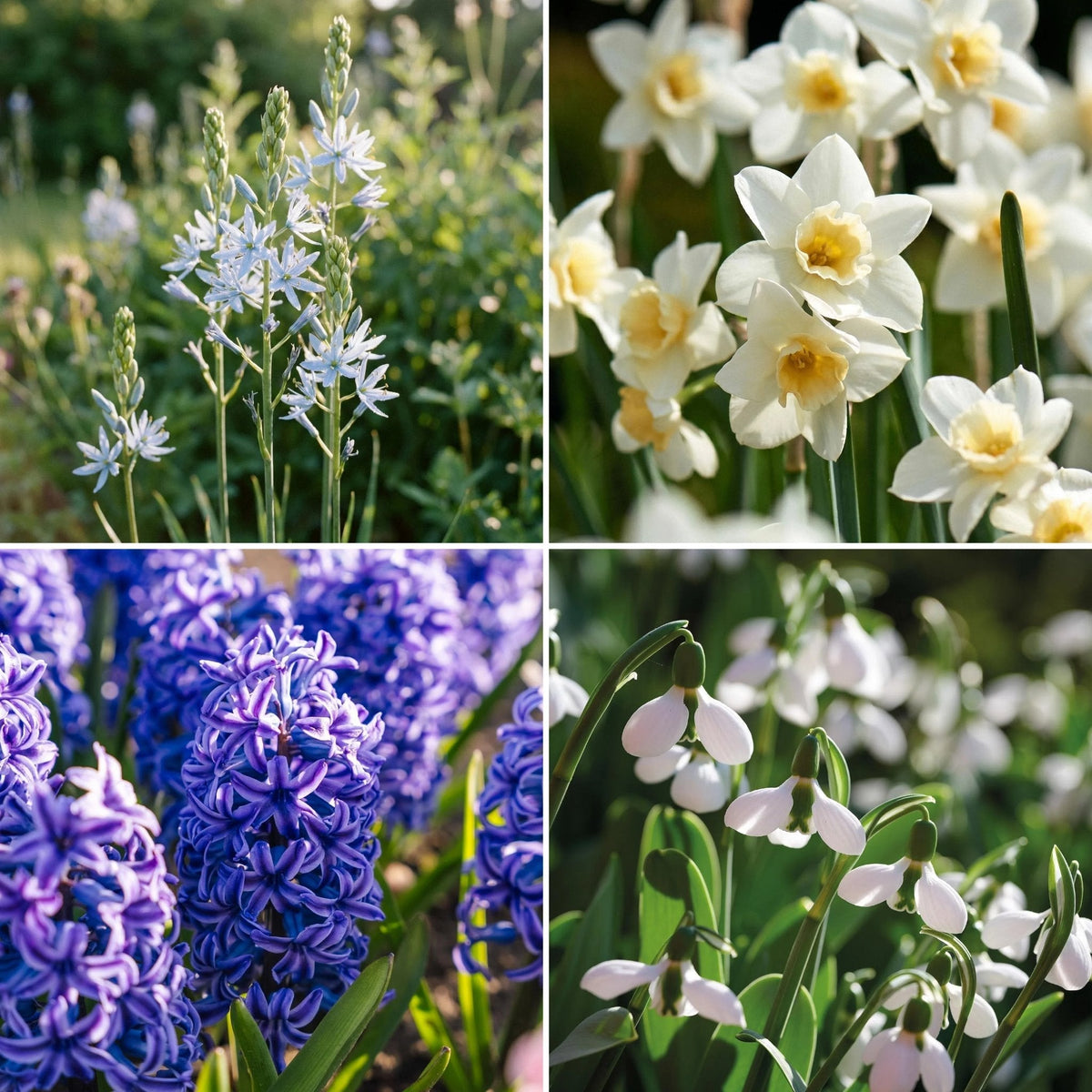 Zwiebel Lasagne 'Lagoon Haze'