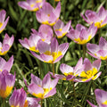 Zwiebel Lasagne 'Pansy Parlour'