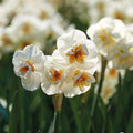 Zwiebel Lasagne 'Primula Path'