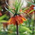 Zwiebel Lasagne 'Teal and orange'
