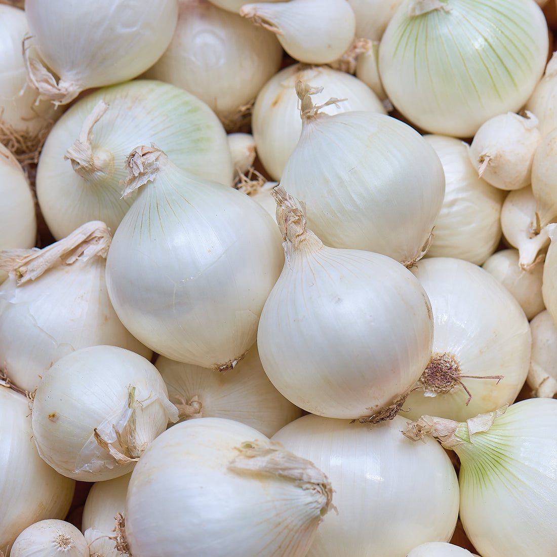 Zwiebel 'Snowball'