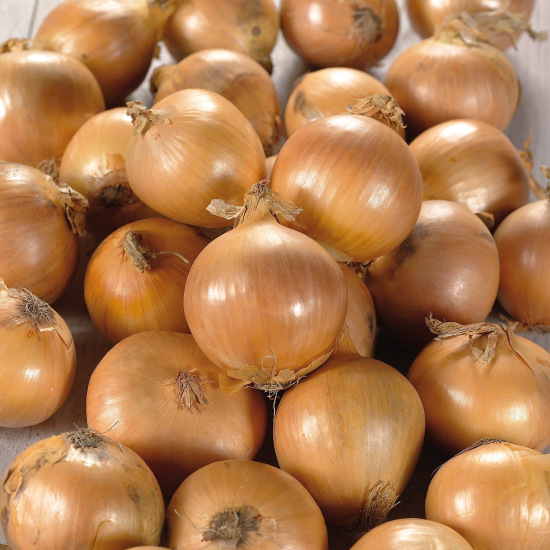 Zwiebel 'Stuttgarter Riesen'